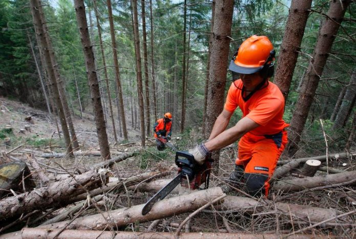 Taglio del legname, @Eco della Lunigiana