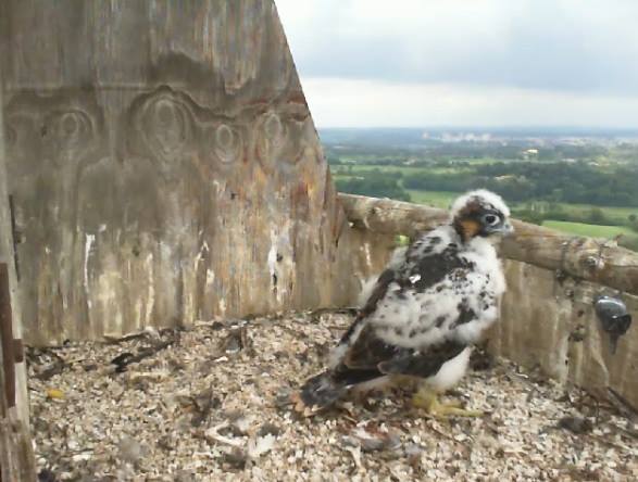 Falchetto pellegrino osservato da Birdcam