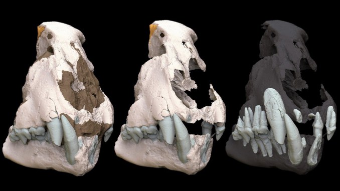 Ricostruzione 3D del cranio del felide gigante ritrovato sull'Argentario