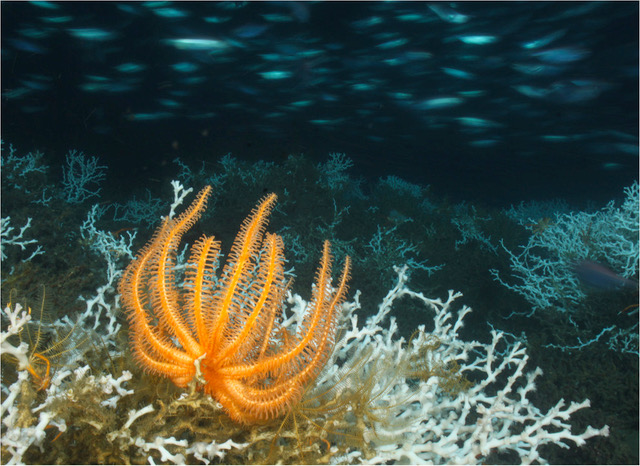 Giornata Mondiale degli Oceani, minacciati i coralli del Mediterraneo