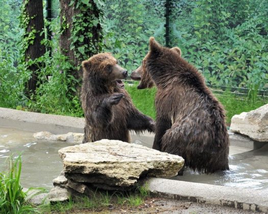Gli orsi albanesi salvati e portati al Bioparco