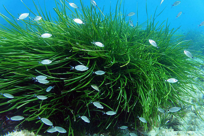 Posidonia oceanica, una specie in diminuzione endemica del Mediterraneo