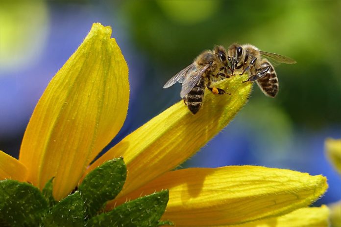 Tutela delle api, sottoscritta la prima “Carta di tutela” dalla comunità scientifica