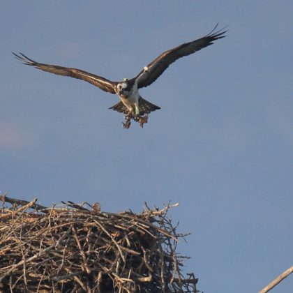 Falco pescatore sul proprio nido artificiale in Maremma, foto di Alessandro Troisi