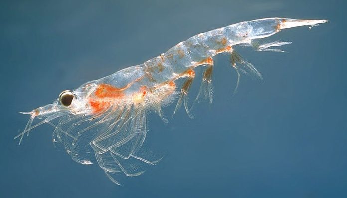 Krill, il piccolo gamberetto che vive nelle acque dell'Oceano Antartico