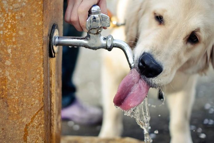 Lasciare sempre acqua a disposizone degli animali quando fa molto caldo