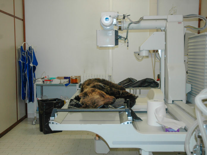 Orso deceduto nel Parco Nazionale d'Abruzzo Lazio e Molise