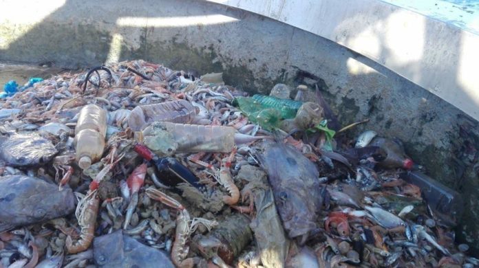 Plastica pescata insieme al pesce, @Latinaoggi