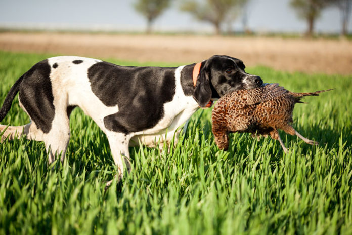 Un cane da caccia con un fagiano