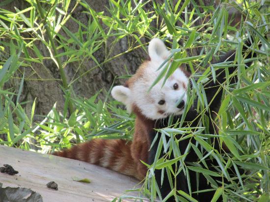 Panda rosso con bambù al Parco Natura Viva