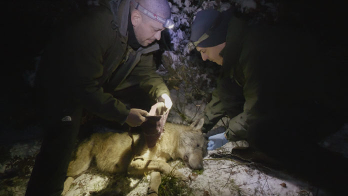 Un momento durante l’applicazione del radiocollare ad uno dei due lupi da parte dei tecnici del Parco Nazionale dei Monti Sibillini