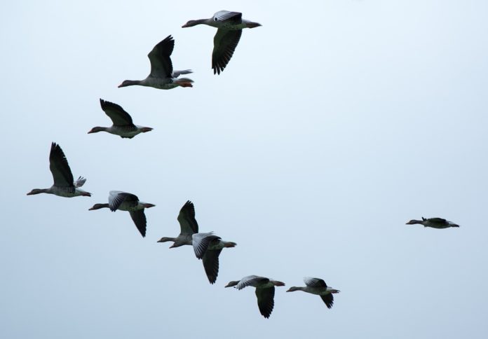 Uccelli migratori