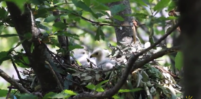 Frame dal video del Parco Nazionale dell'Aspromonte, nidificazione del falco pecchiaiolo