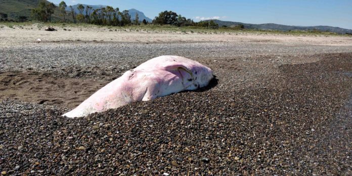 Capodoglio spiaggiato sulla costa di Cefalù, @Greenpeace