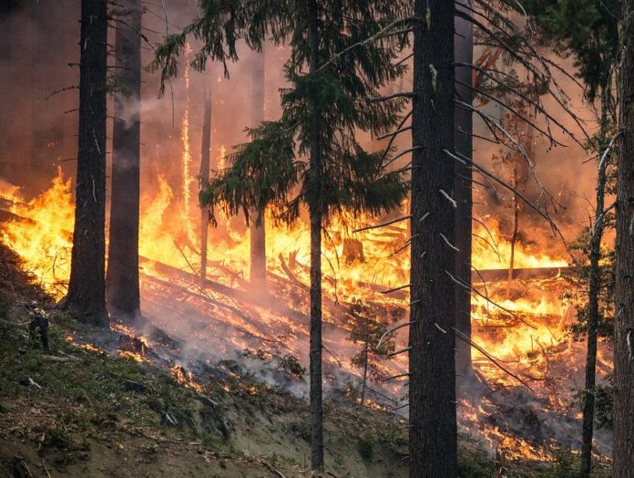 Incendio in foresta