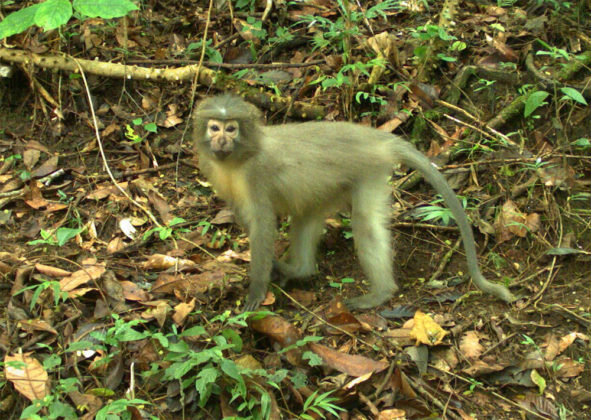 Scimmia terragnola - Tanzania