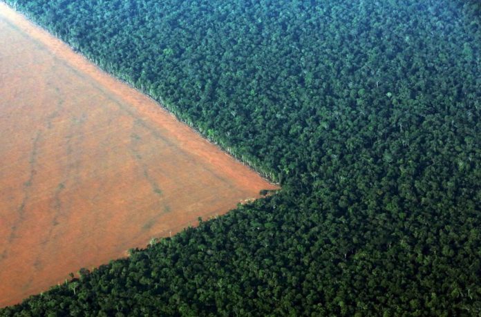 Un terreno confinante con la foresta amazzonica, preparato per la coltivazione di soia
